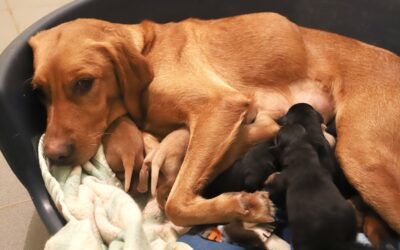 Roxy et ses bébés