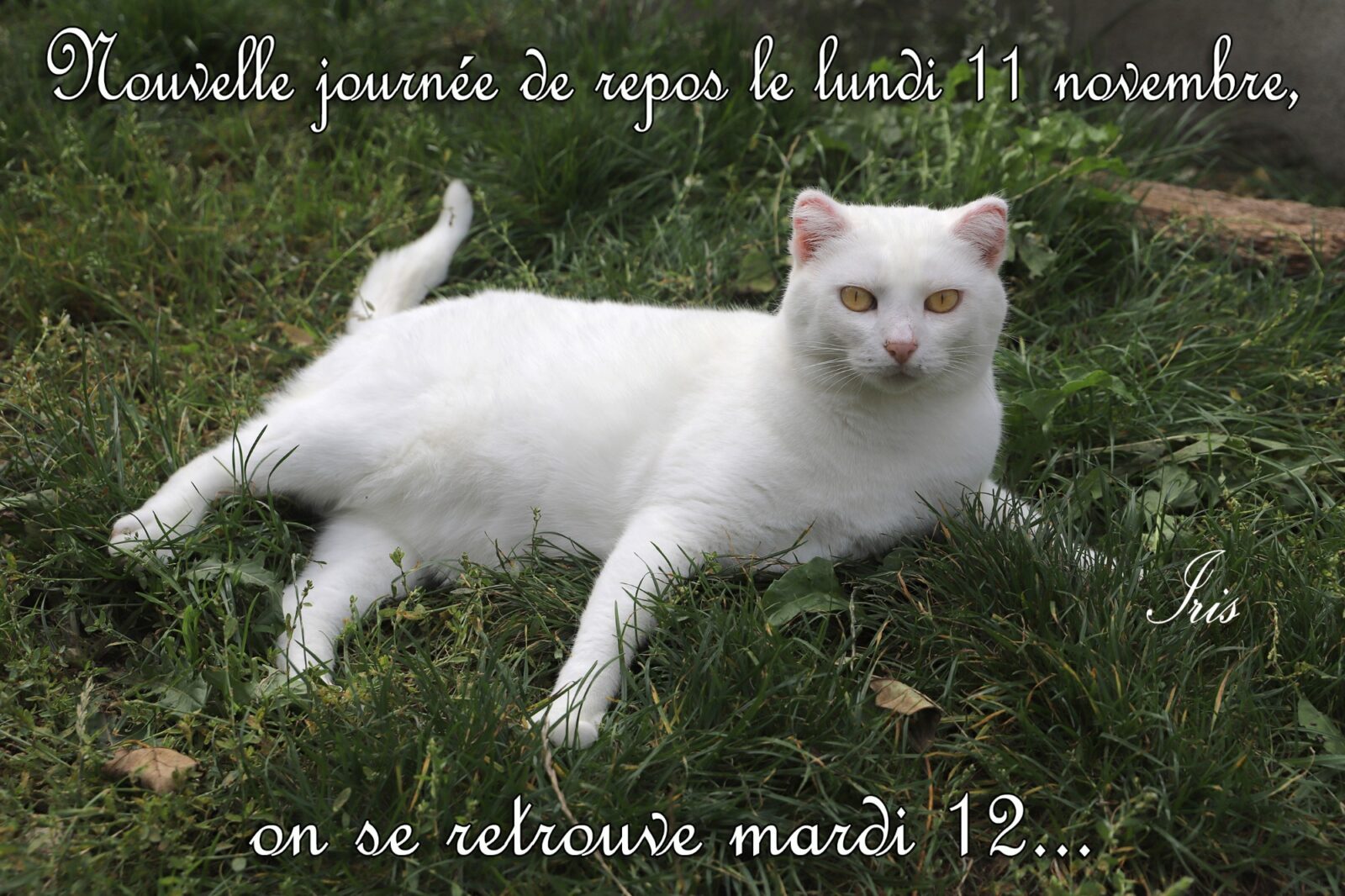 11_novembre (1)