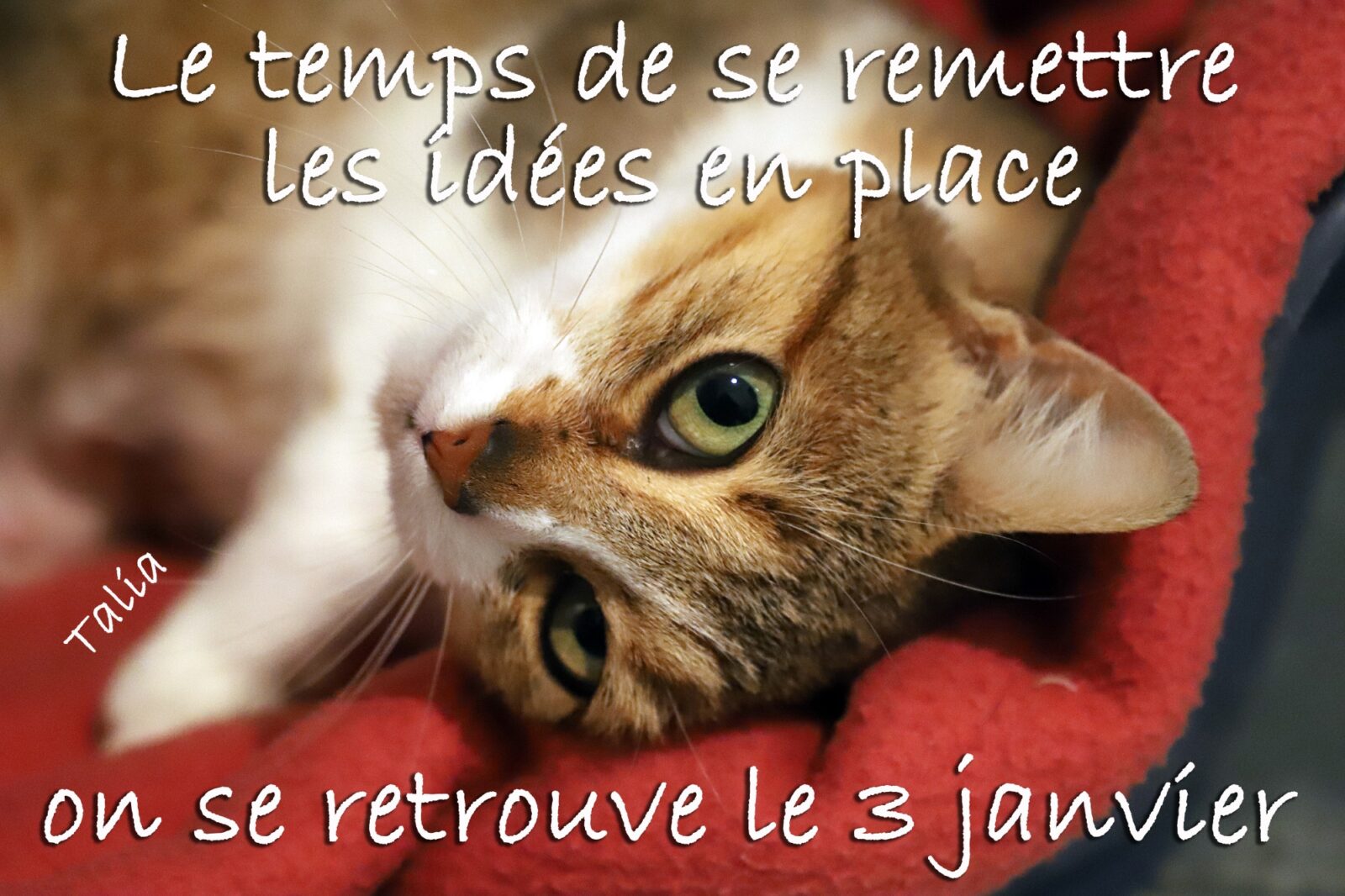 1er_janvier