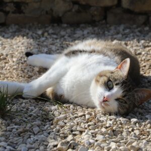 Chat Refuge de Jouvence SPA Messigny