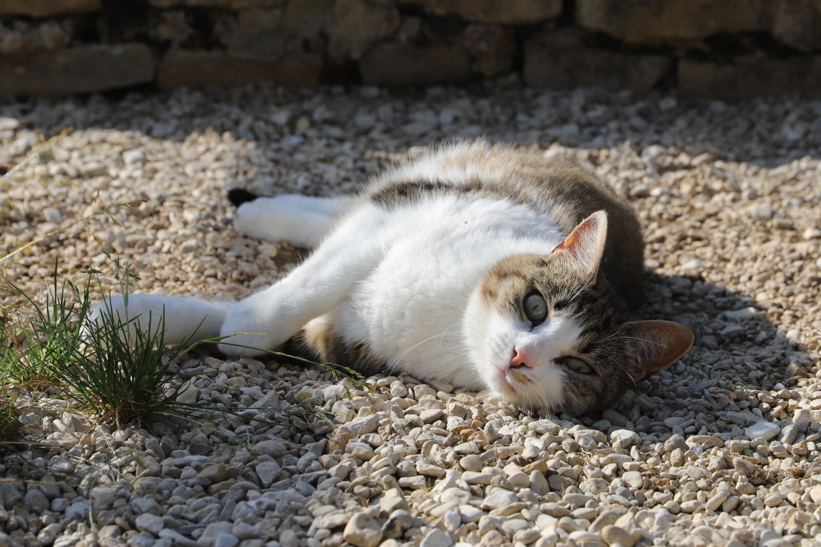 Chat Refuge de Jouvence SPA Messigny