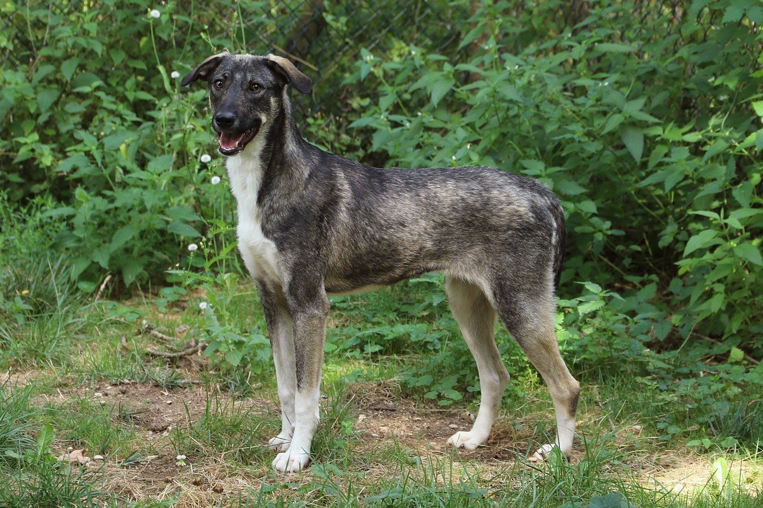 Chien Refuge de Jouvence