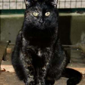 Chat Refuge de Jouvence