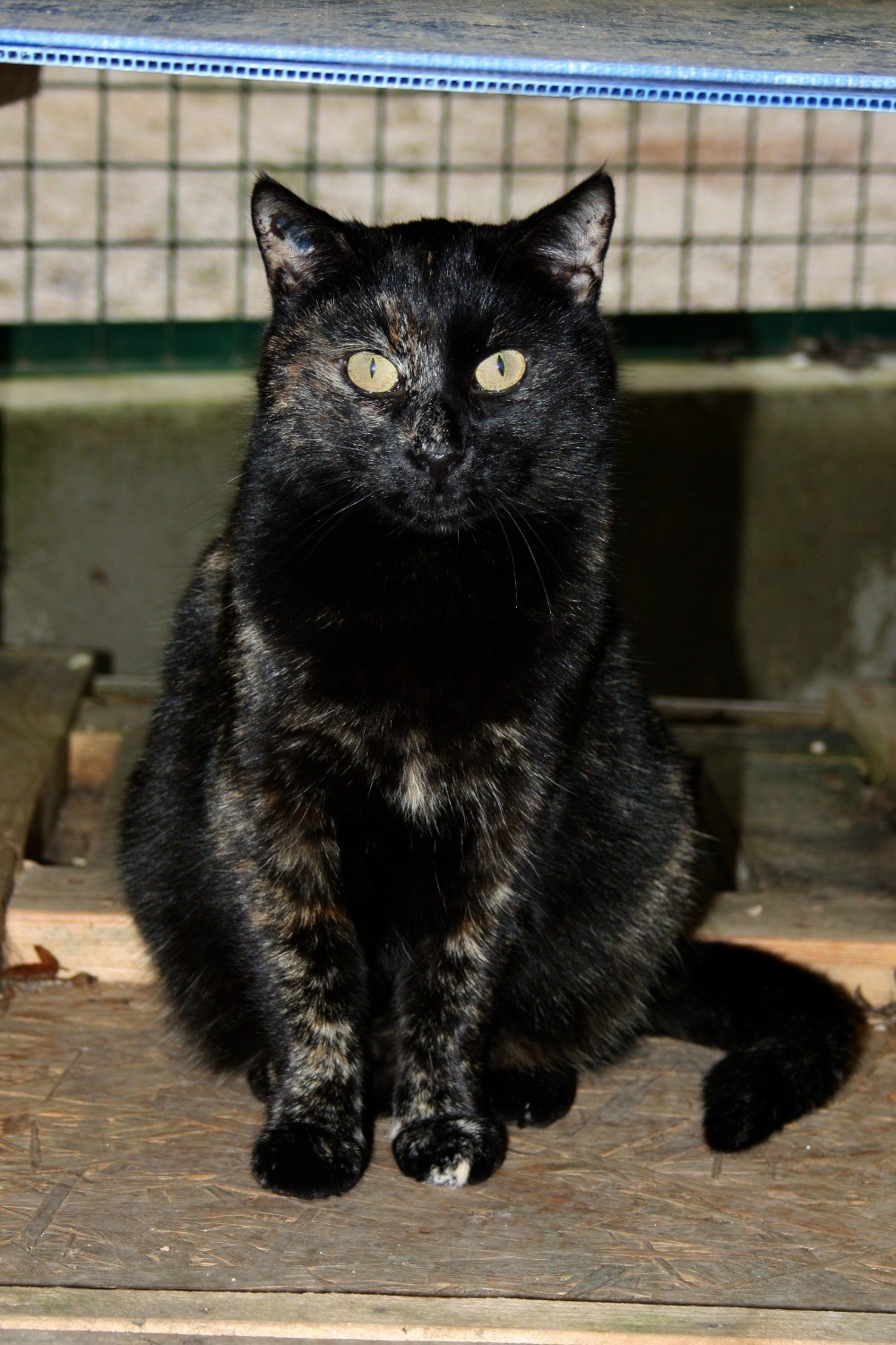 Chat Refuge de Jouvence