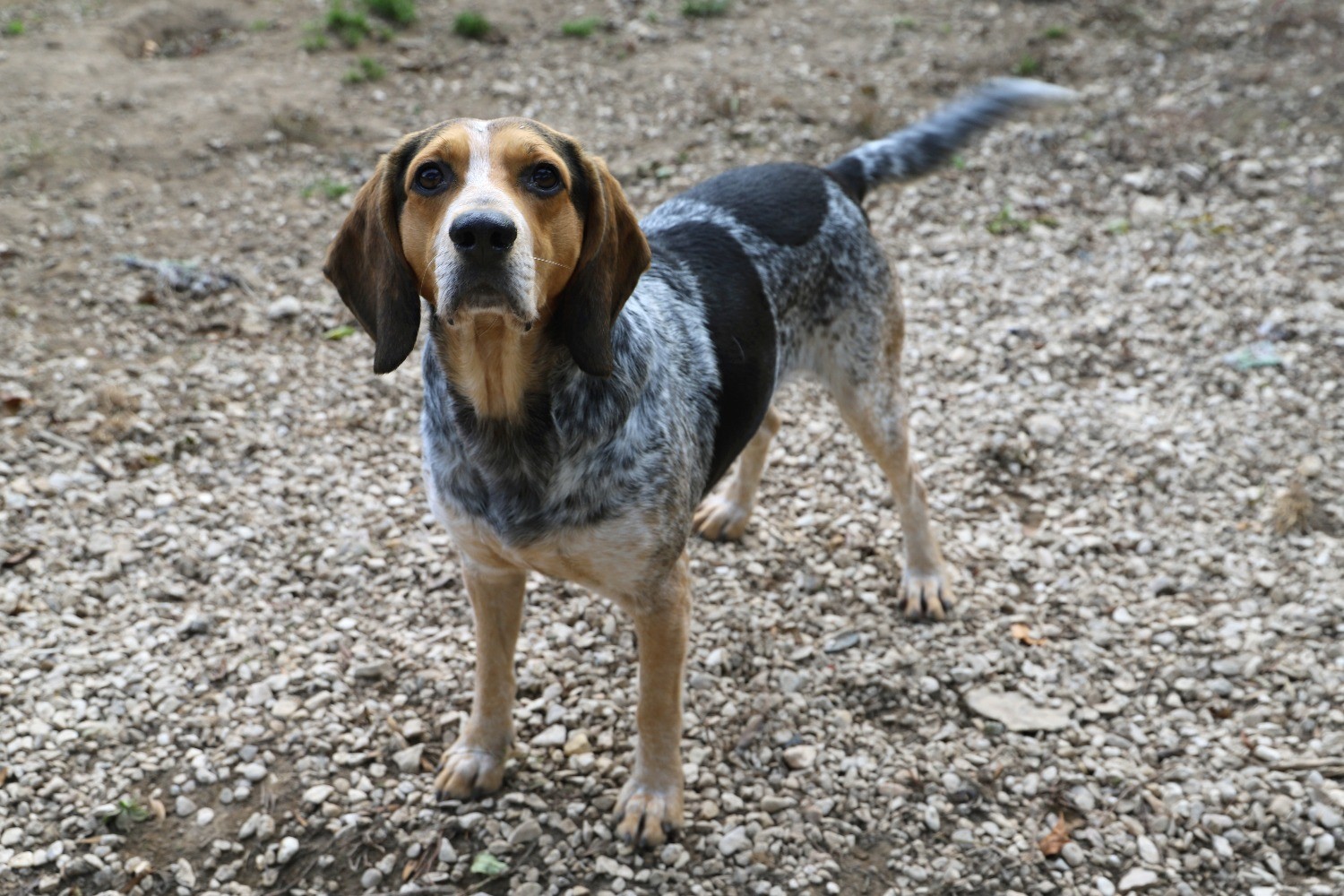 Chien Refuge de Jouvence