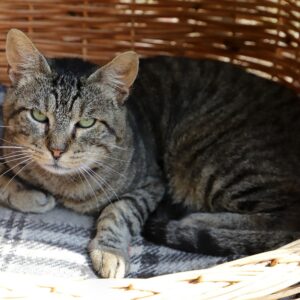 Chat Refuge de Jouvence