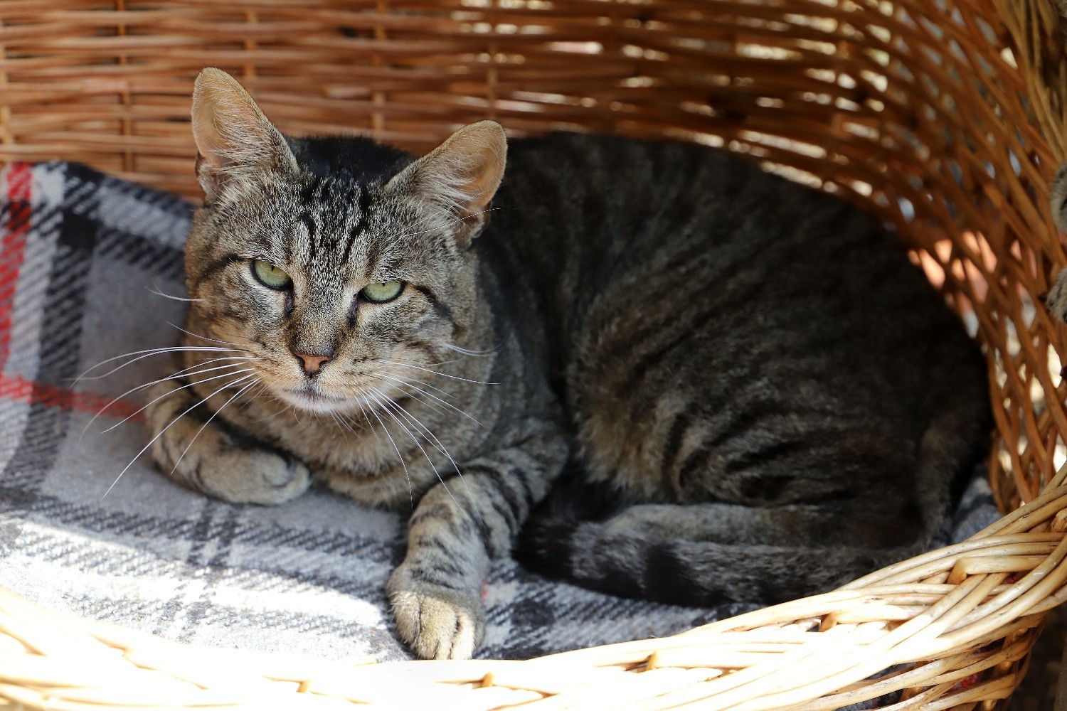 Chat Refuge de Jouvence