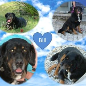 Bill