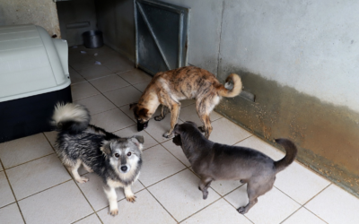 Sauvetage chiens roumains le 30 novembre 2018