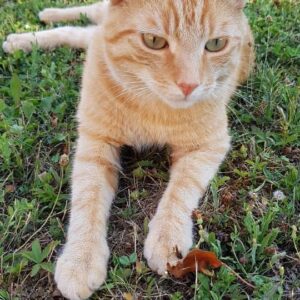 Pasha (ex Malibu)