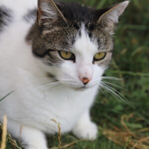 Chat Refuge de Jouvence