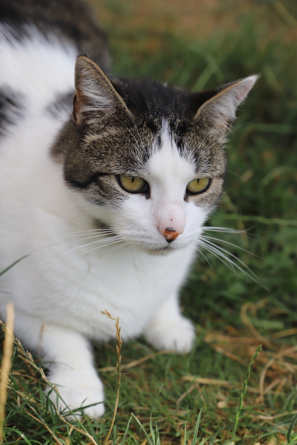 Chat Refuge de Jouvence