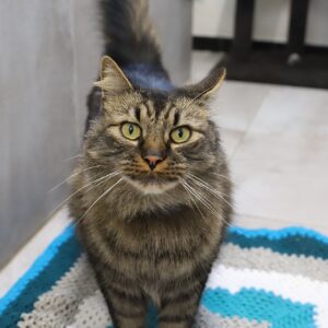 MERLIN