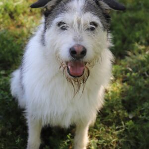 Chien Refuge de Jouvence