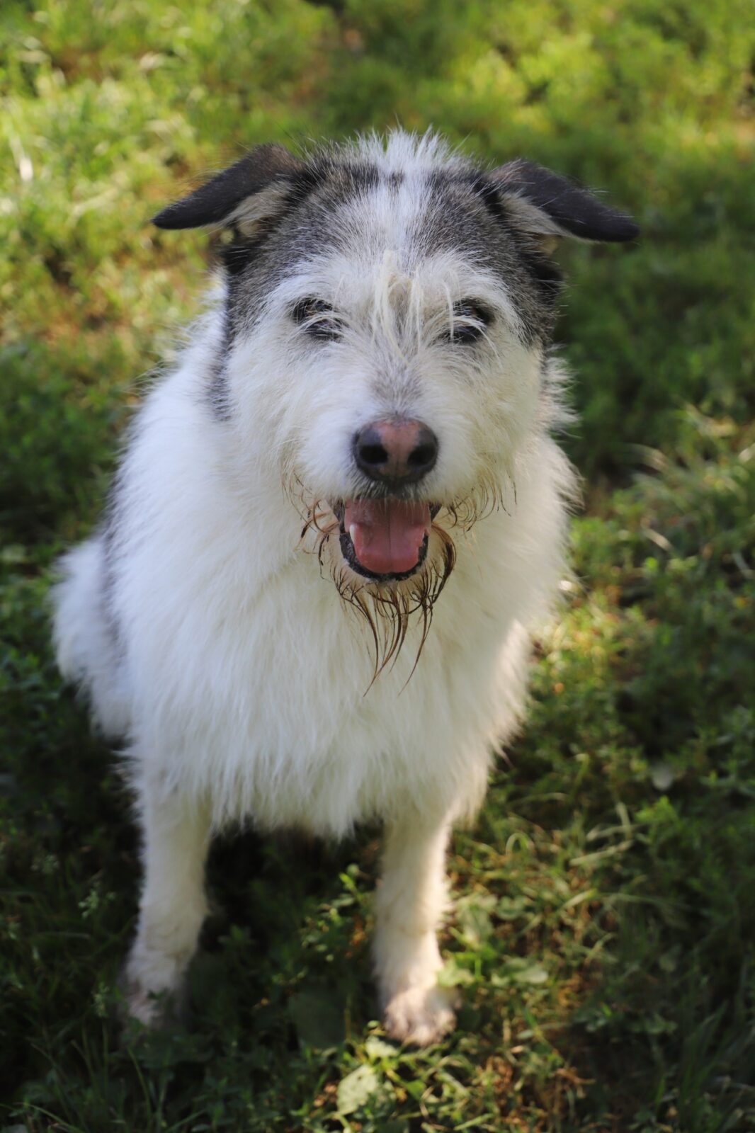 Chien Refuge de Jouvence