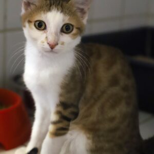 RAMSES