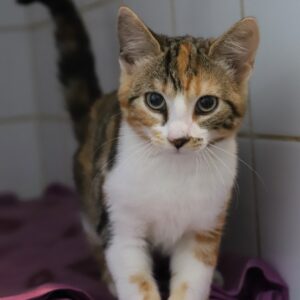 CHATOUNE
