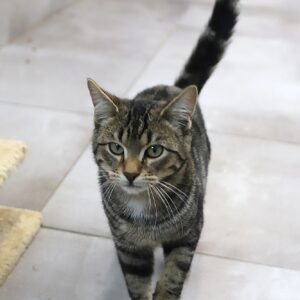 MELCHIOR