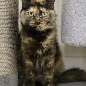 NYMERIA