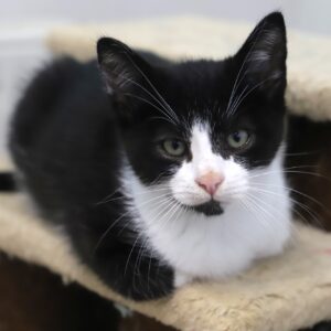 FIGARO