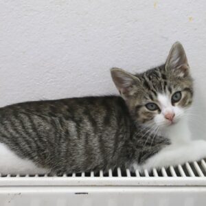 BERLIOZ