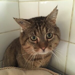 JOUFFLU