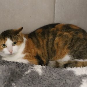 COSETTE