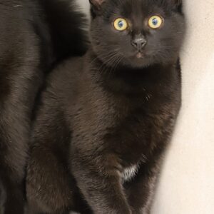 JULIO