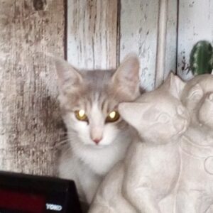 RAPHAELLE