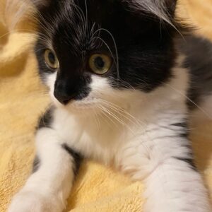 PLUME