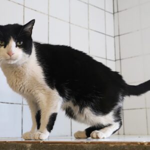 BAZOOCAT