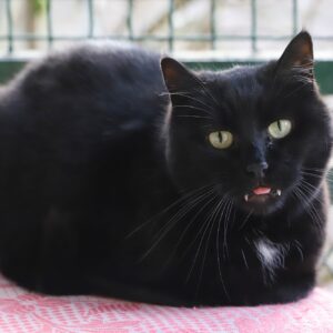 Chat Refuge de Jouvence SPA Messigny