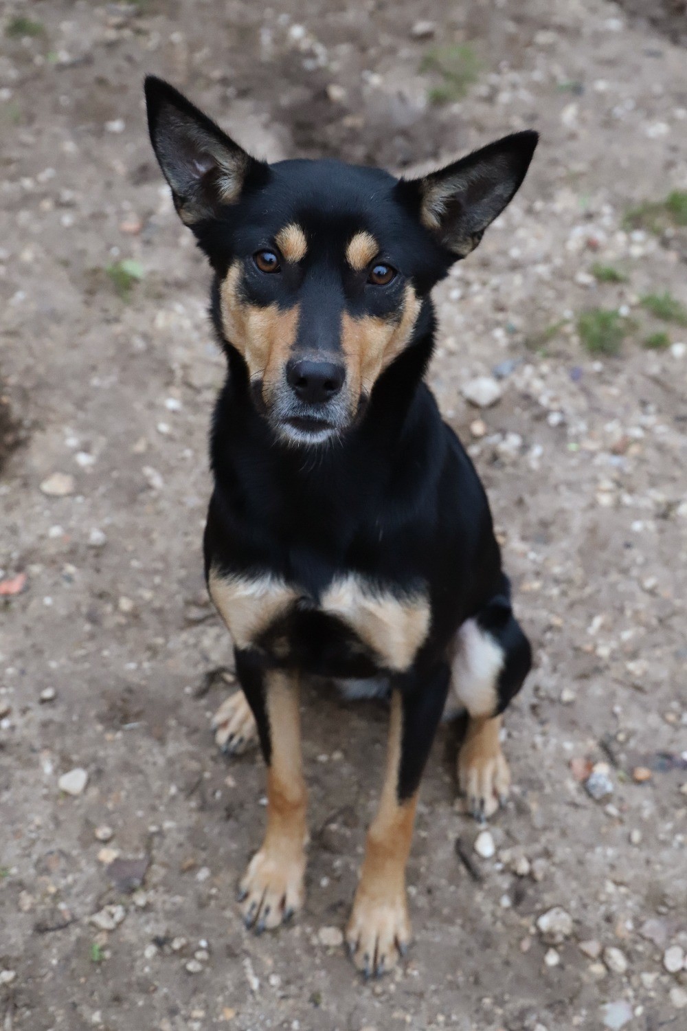 Chien Refuge de Jouvence