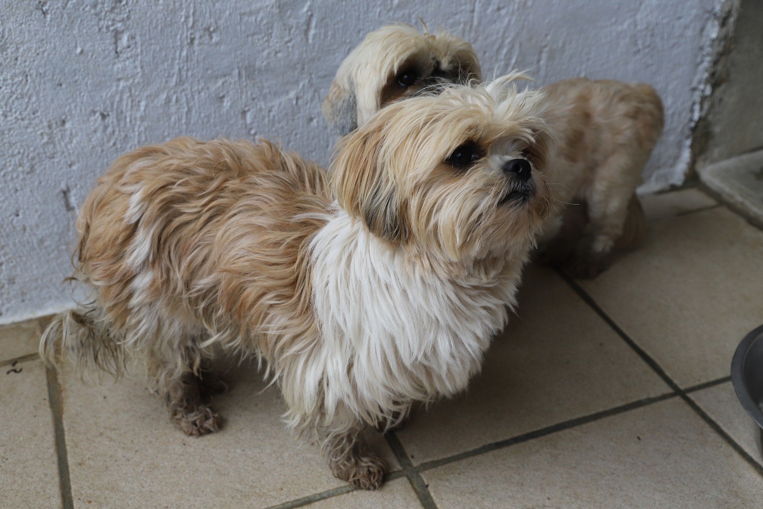 Chien Refuge de Jouvence