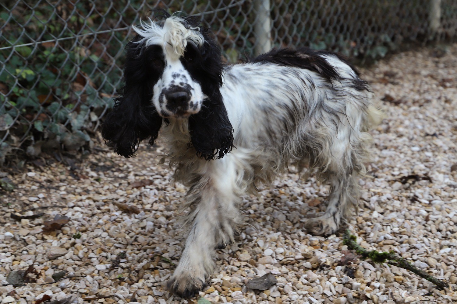 Chien Refuge de Jouvence