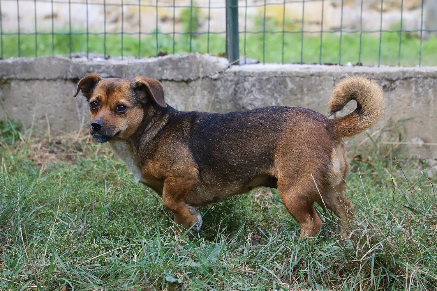 Chien Refuge de Jouvence SPA Messigny