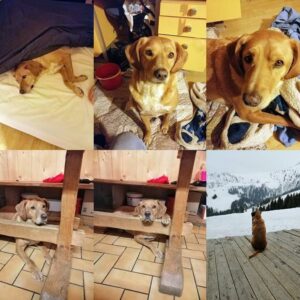 Chien Refuge de Jouvence SPA Messigny