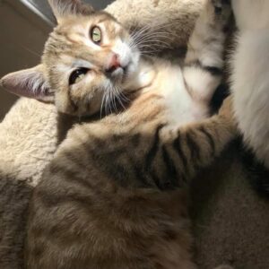 RAJAH