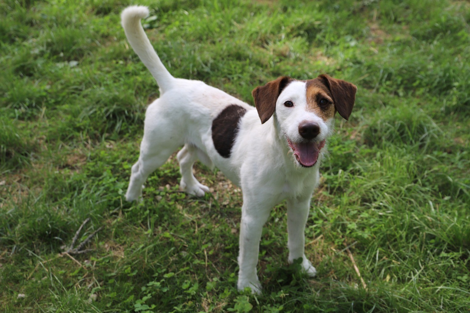 Chien Refuge de Jouvence