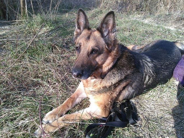 Chien Refuge de Jouvence SPA Messigny