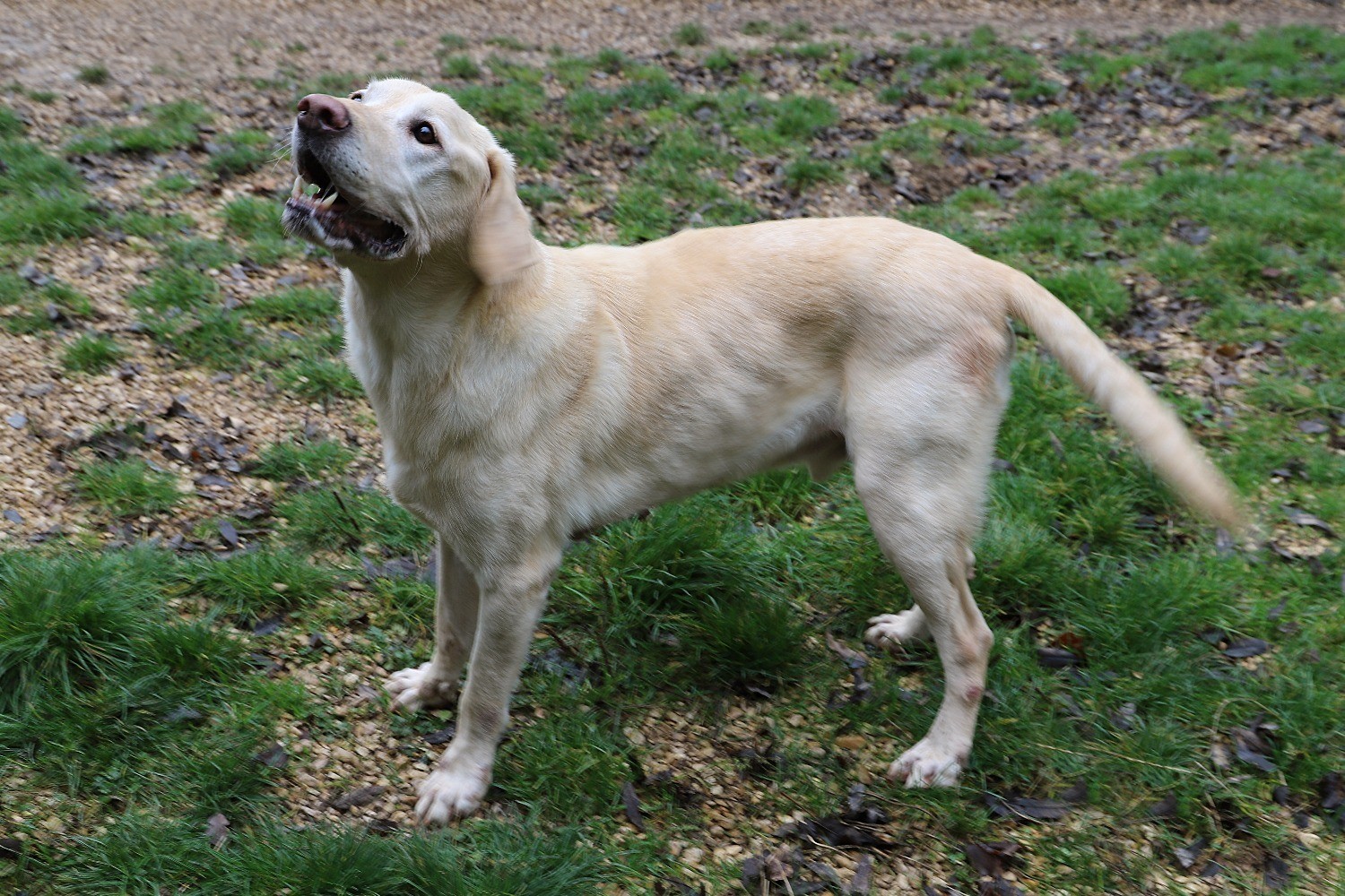 Chien Refuge de Jouvence