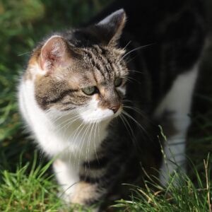 Chat Refuge de Jouvence