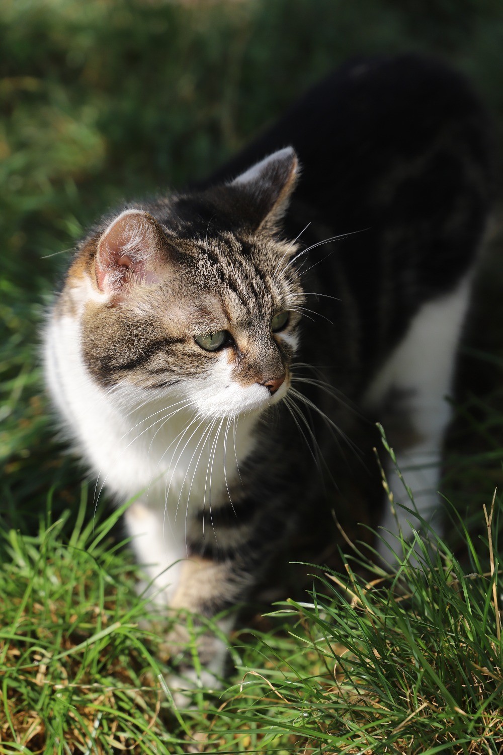 Chat Refuge de Jouvence