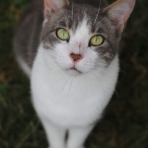 Chat Refuge de Jouvence