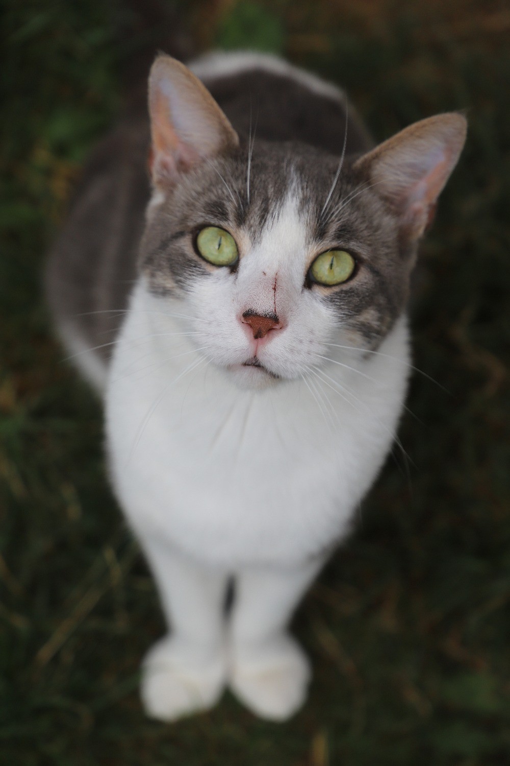 Chat Refuge de Jouvence