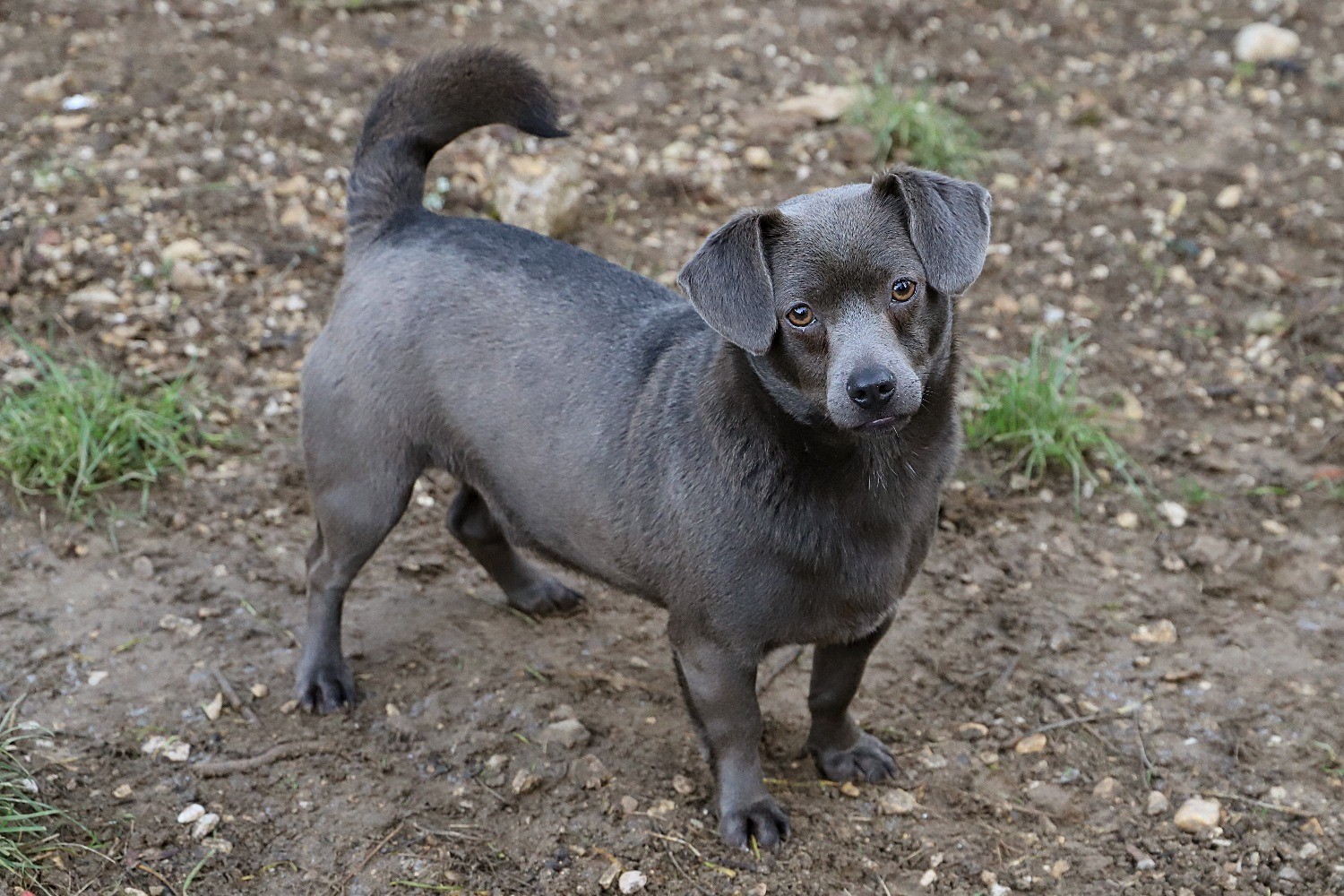 Chien Refuge de Jouvence SPA Messigny