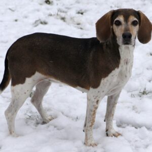 Chien Refuge de Jouvence SPA Messigny