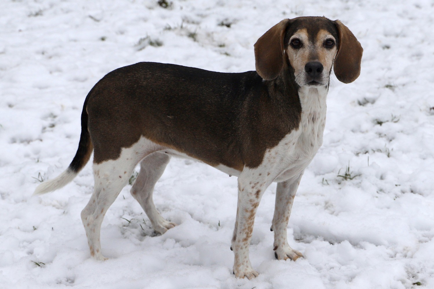 Chien Refuge de Jouvence SPA Messigny