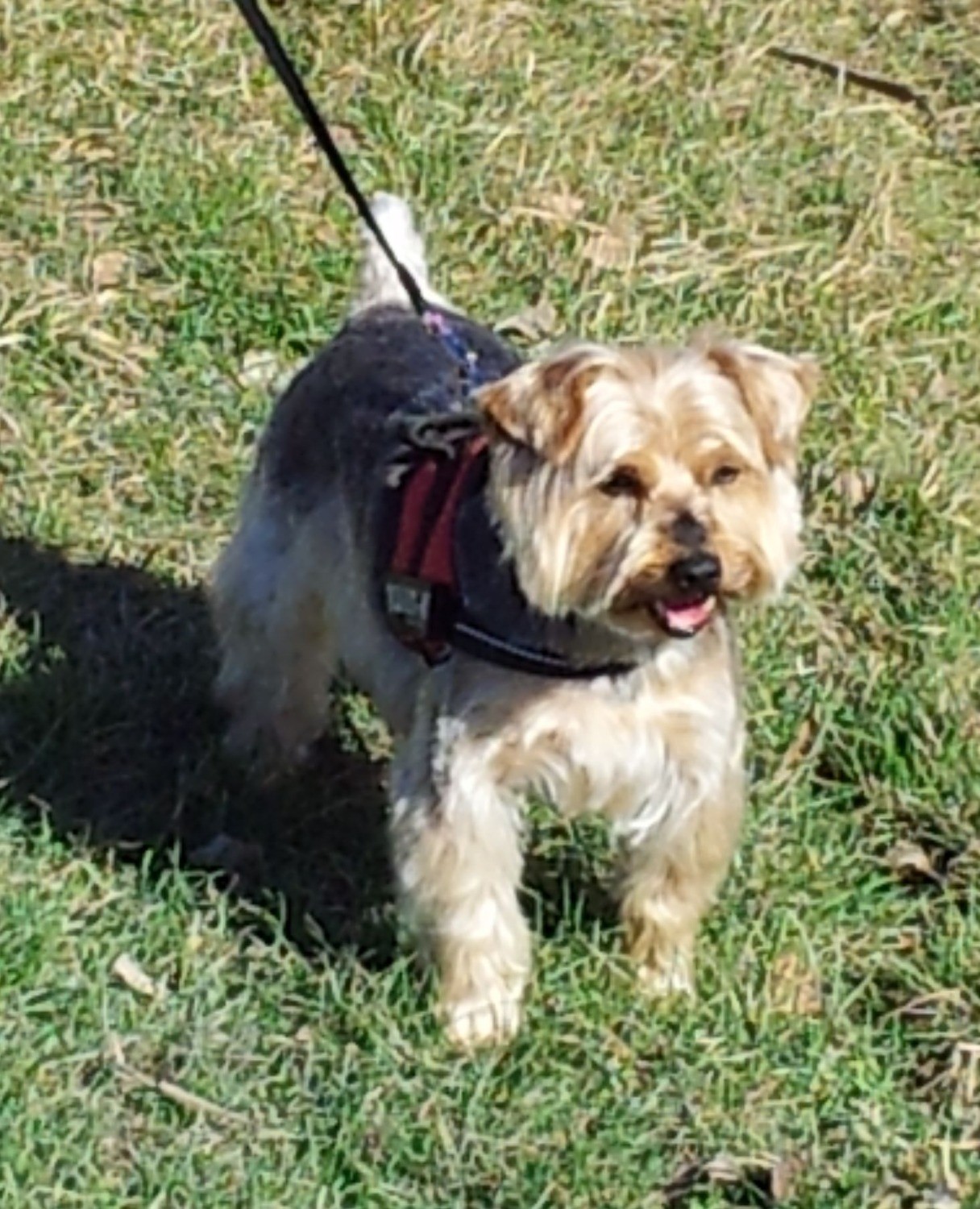 Chien Refuge de Jouvence