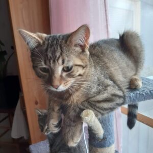 SIMBA